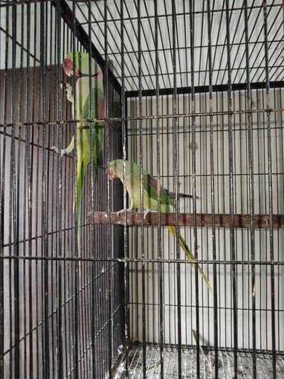 Raw breeder pair  0321.7242445 call