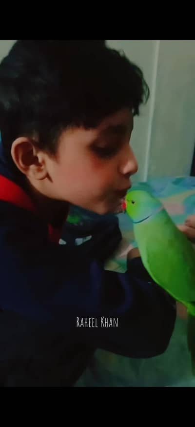 ringneck face to face tellkig karta hai