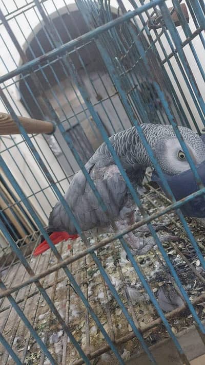 gray parrot 