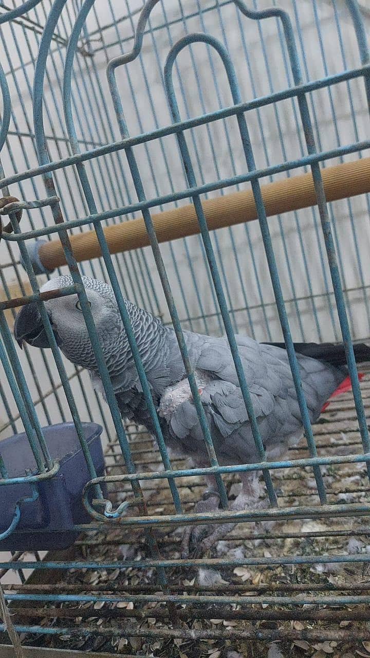 gray parrot  1