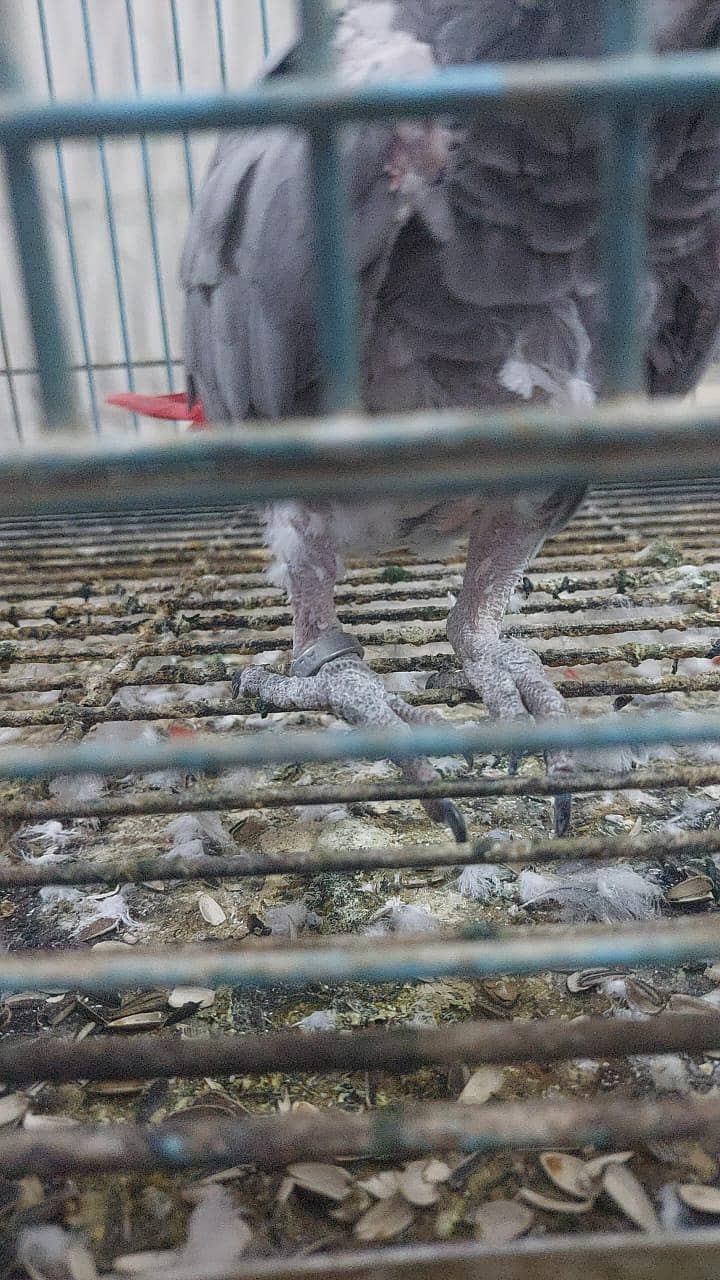 gray parrot  2