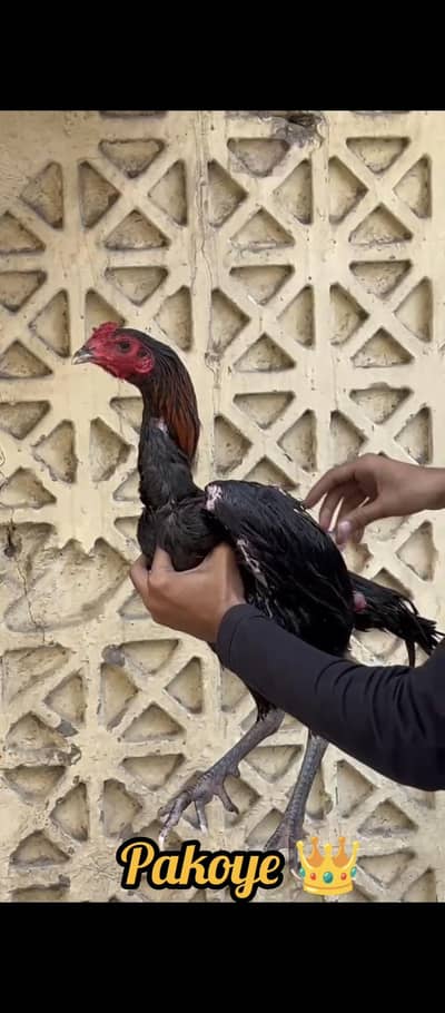 High Quality Burmi Female Panus Pakoye Female Pakoye Patha