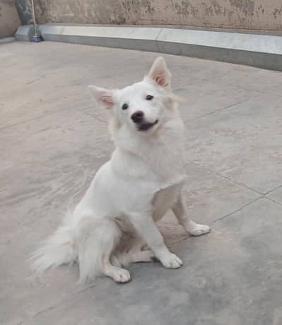 Russian puppy for new home