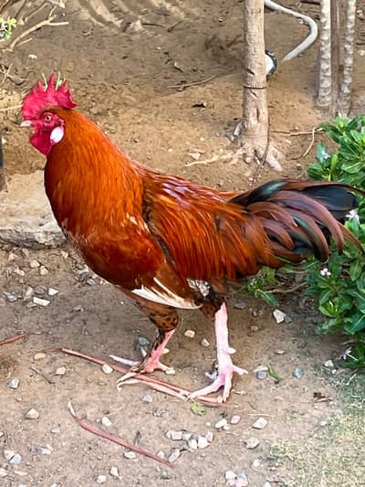 Rhode island red