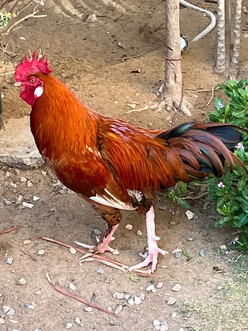 Golden misri