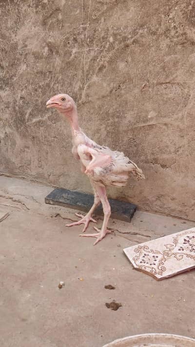 Aseel chicks