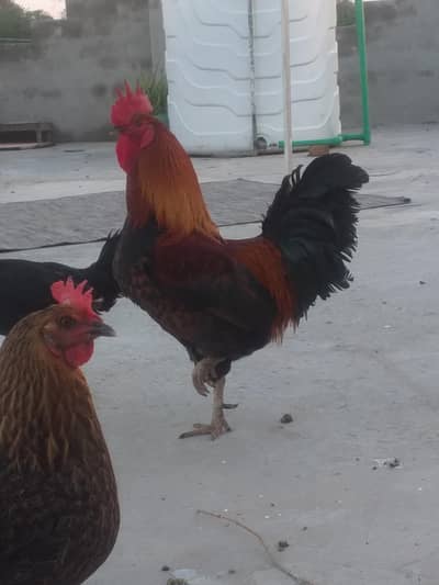 Khubsurat Ghr ka Pala howa Desi murga unique Colour
