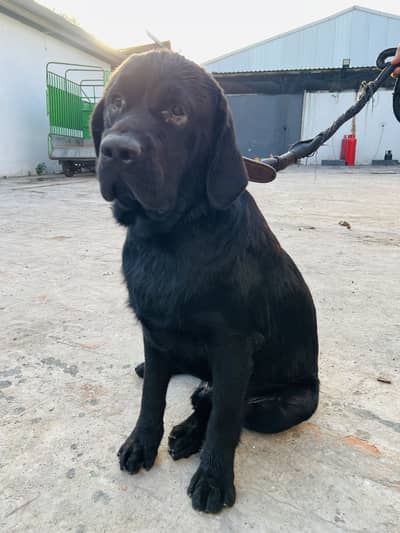British Labrador | For Sale| Pedigree