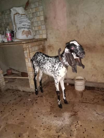 2 female bakri he 6 month ki