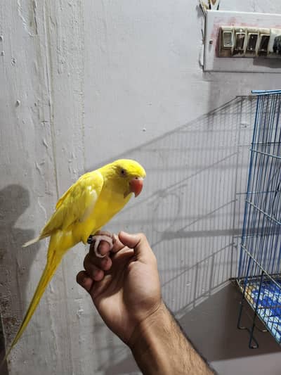 yellow ringneck neck proper tame