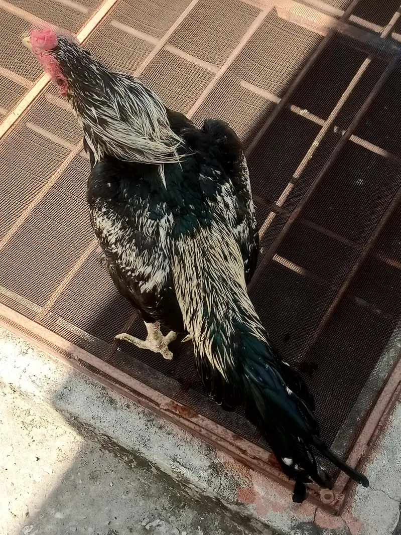 Aseel murgha For Sale — photo 2