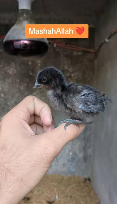Ayam cemani chicks