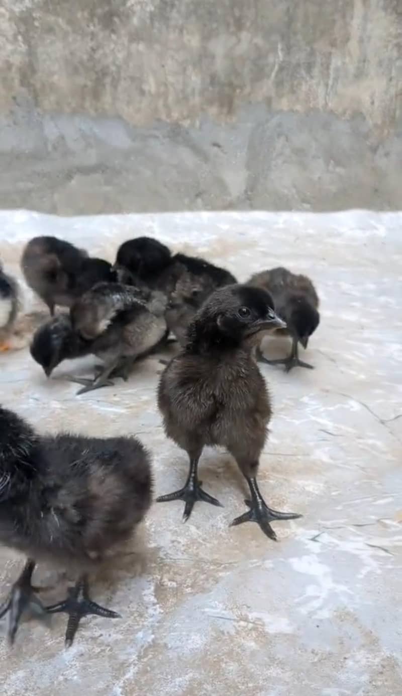Ayam cemani chicks 1