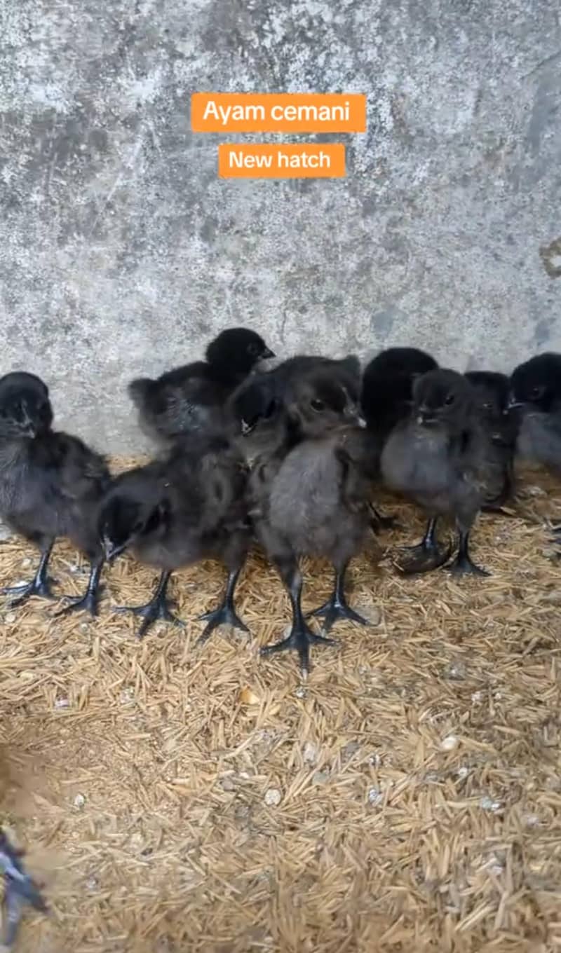 Ayam cemani chicks 2