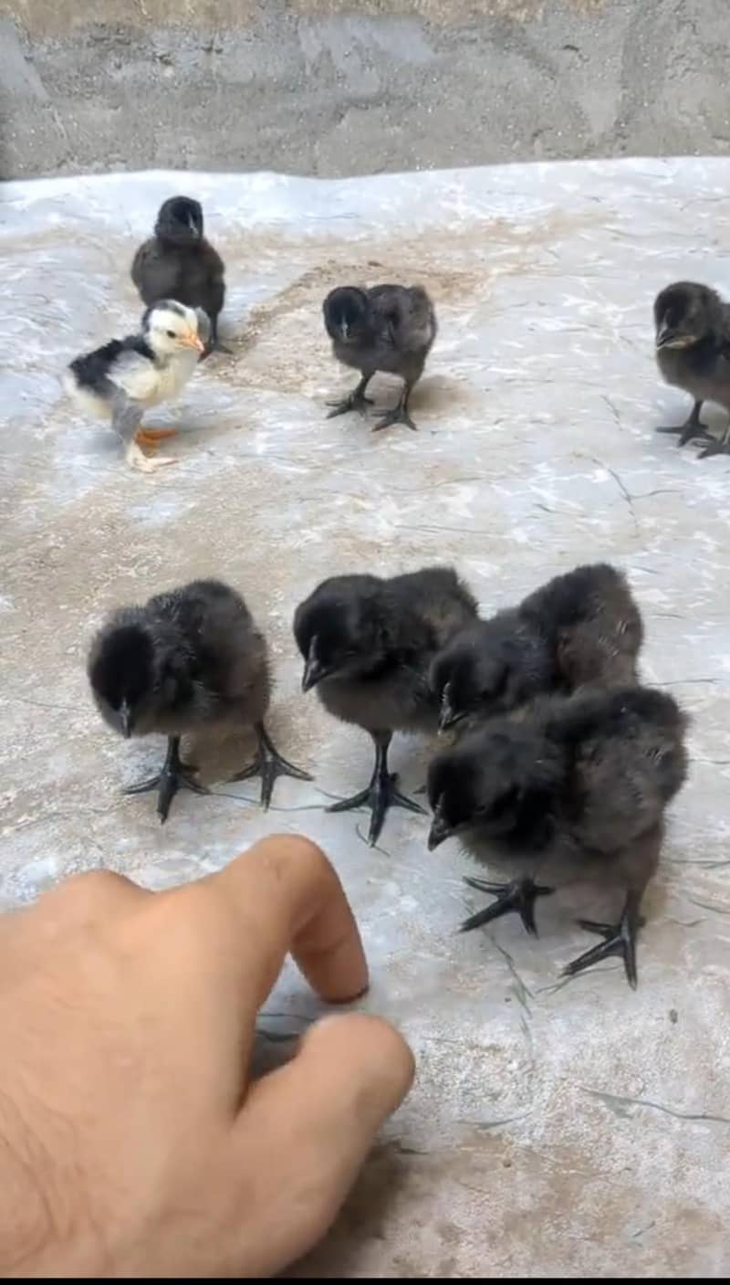 Ayam cemani chicks 3