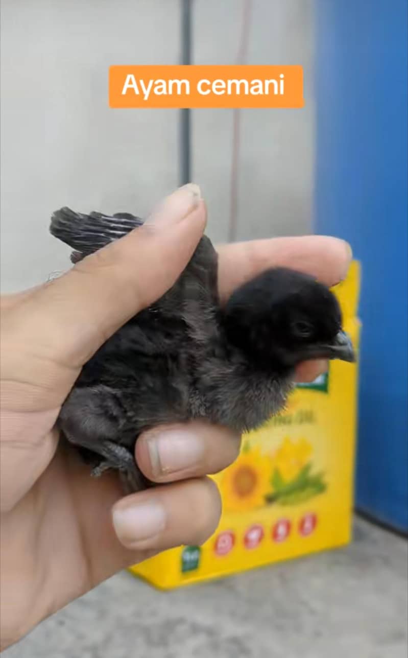 Ayam cemani chicks 4