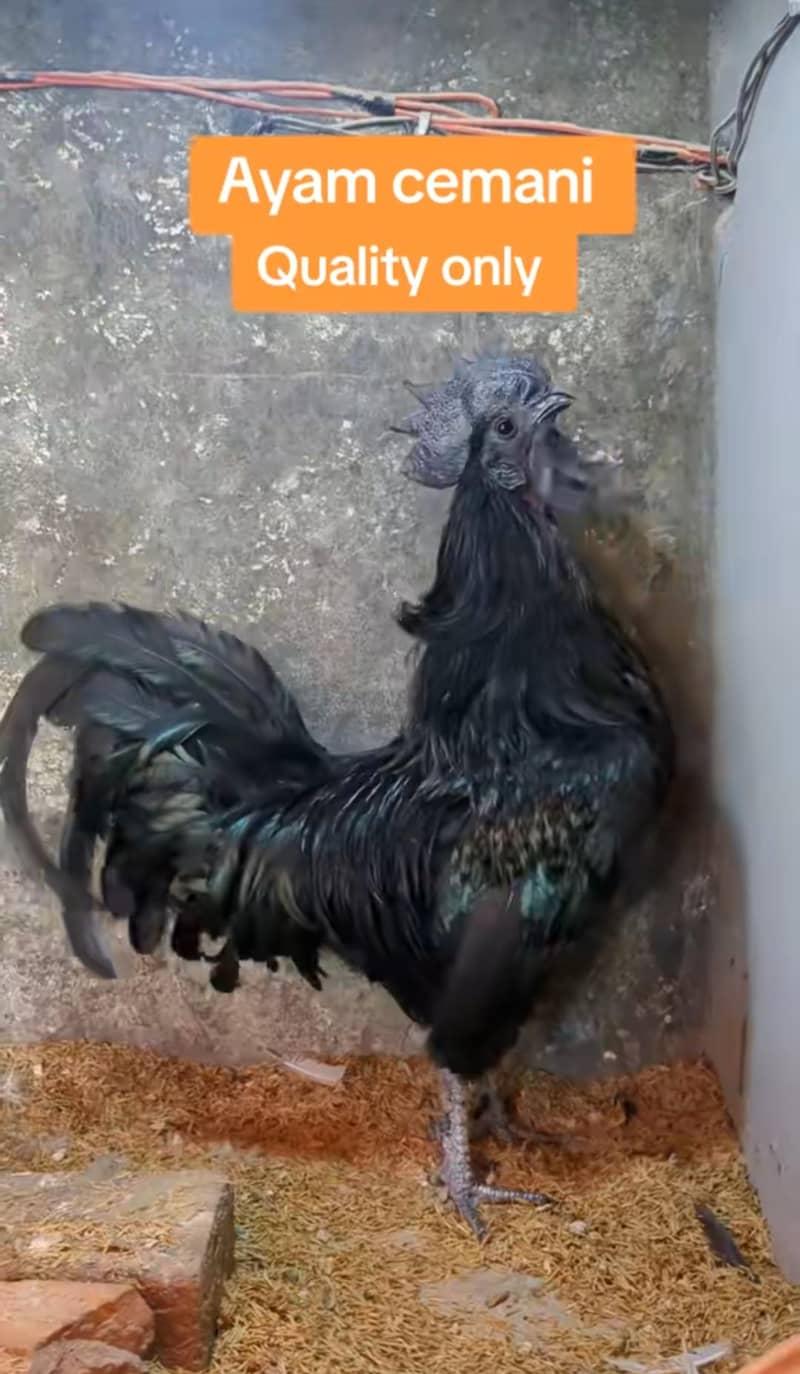 Ayam cemani chicks 5