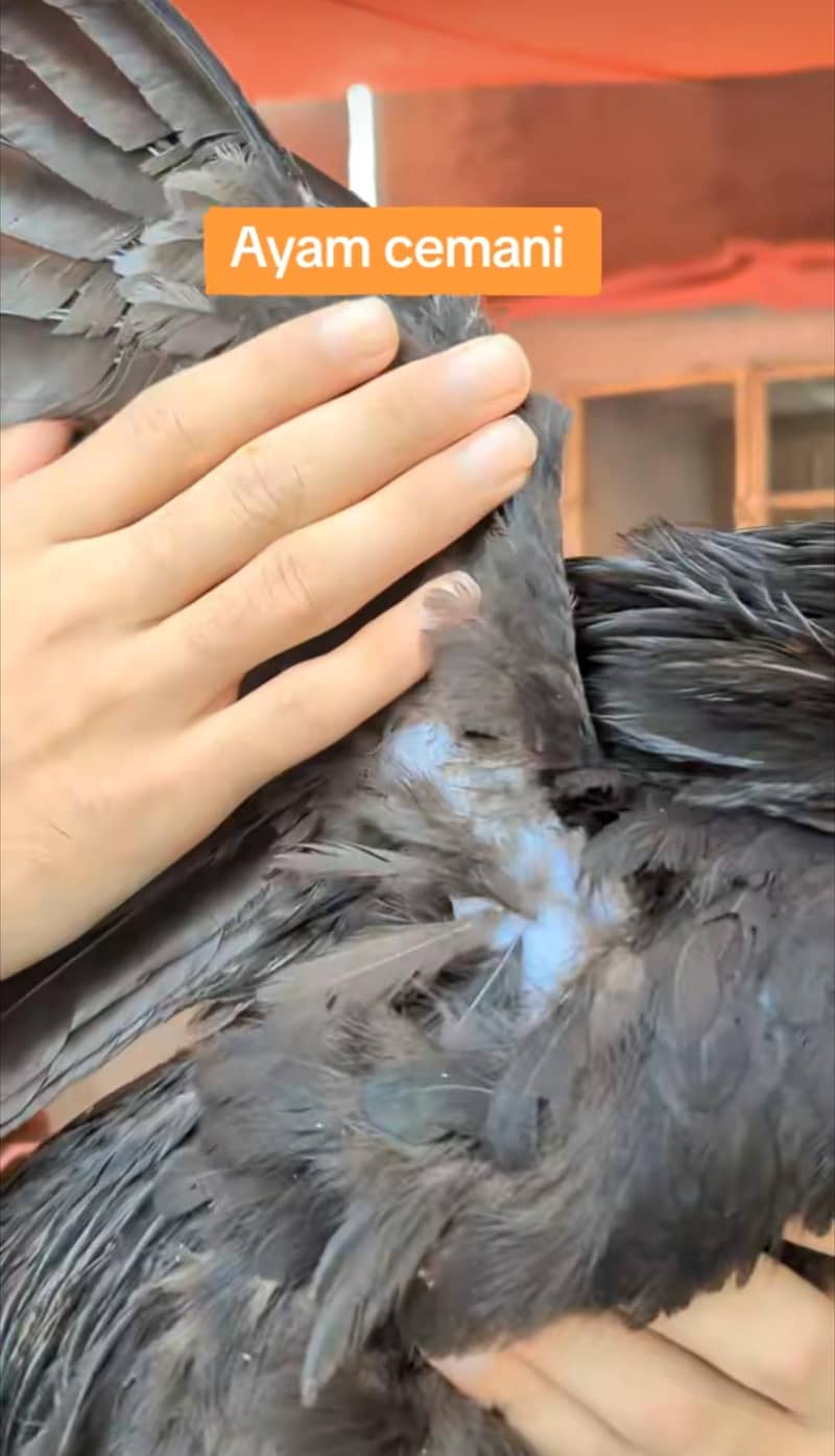 Ayam cemani chicks 6