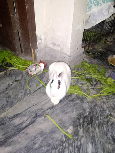 2 femeal rabbits