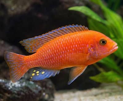 Cichlid fish