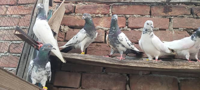 Vip Goldan taddi jhonsiry pigeons for sale.