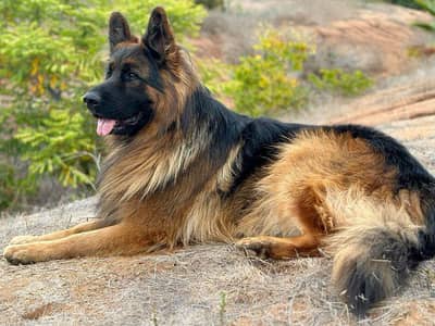 German shepherd