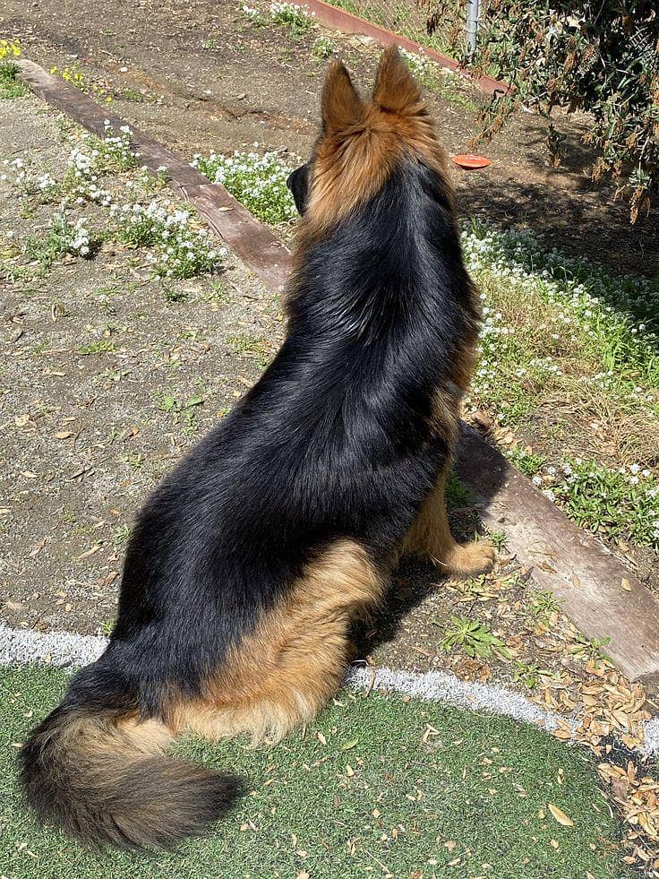 German shepherd 1