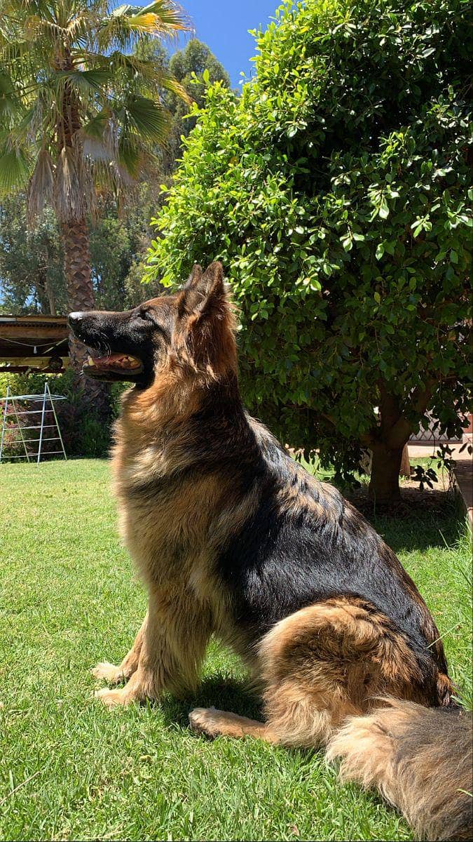 German shepherd 2