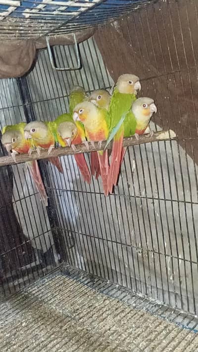 pineapple conure