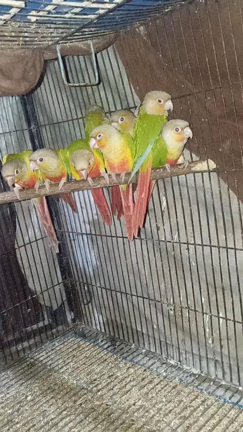pineapple conure 0