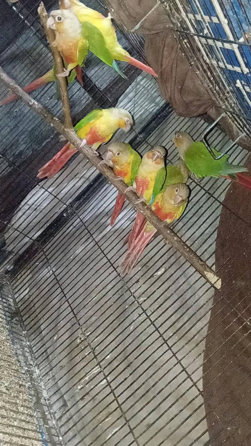 pineapple conure 1