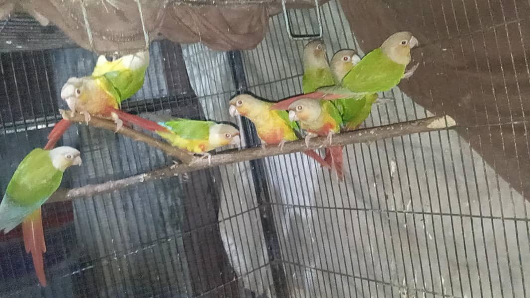 pineapple conure 2