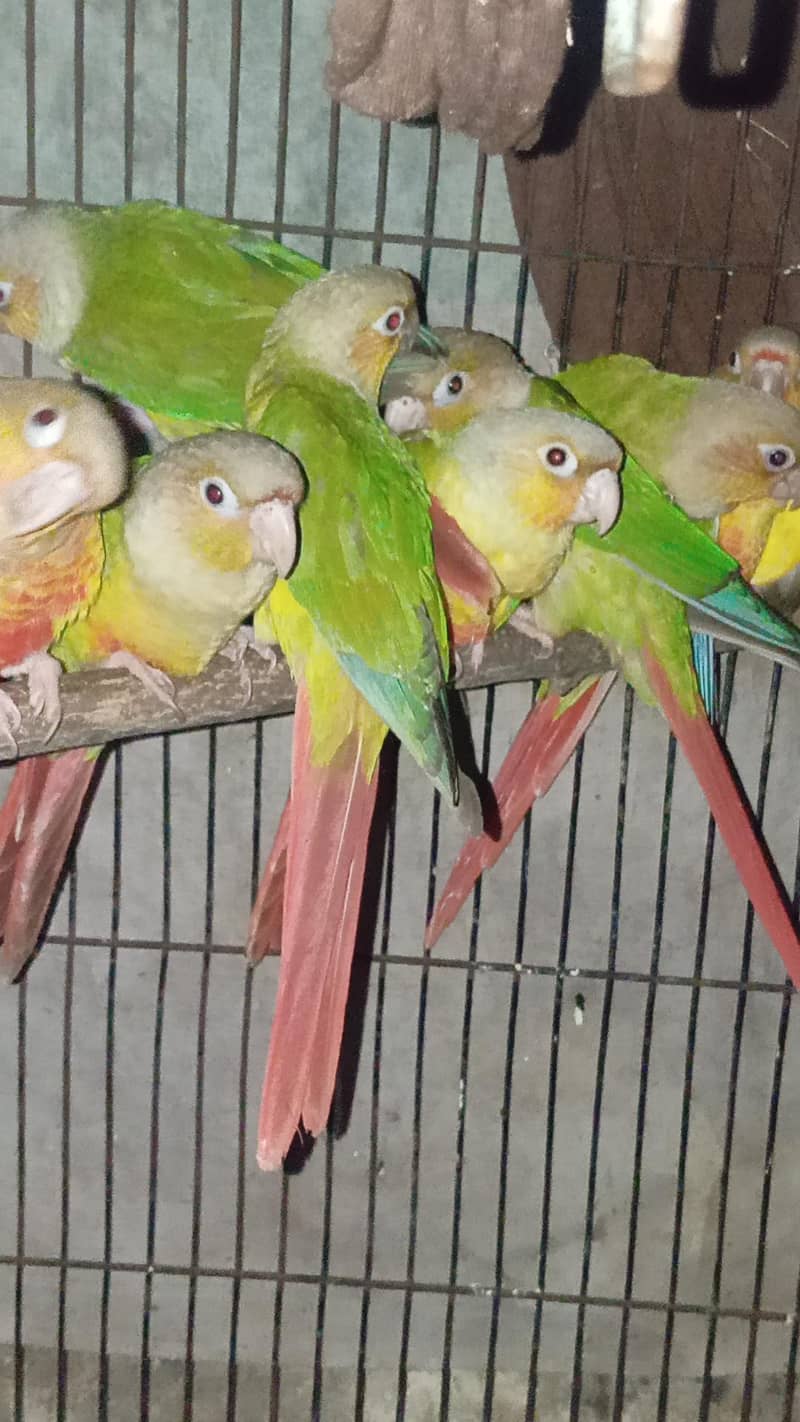 pineapple conure 3