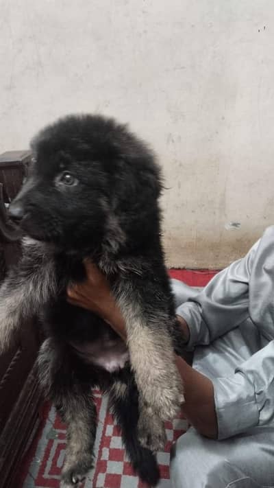 German shepherd female puppy available for sale non pedigree puppy,