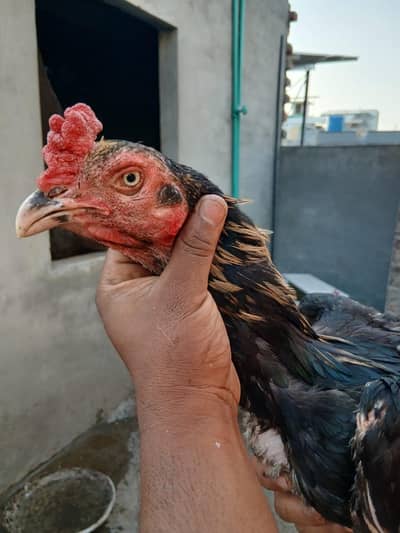 High quality Thai Burmese crass aseel pair