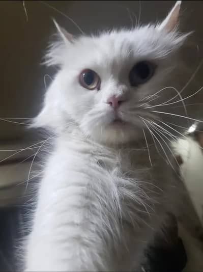 Premium Odd-Eyed Long Coat Persian Cat Available for Rehoming