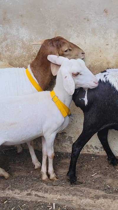 Sudani sheeps females