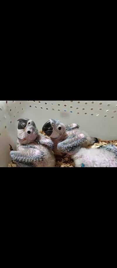 blue gold chickall ages 03126945780