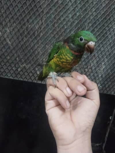 scaly brested lorie available