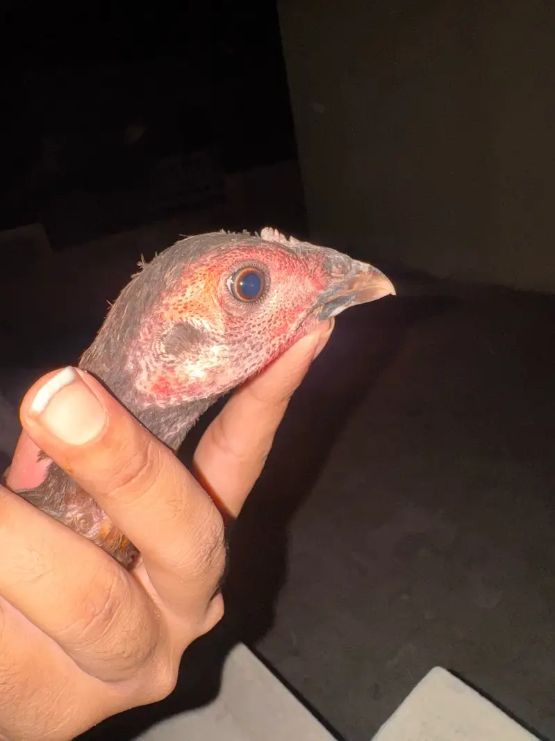 Dragon ( burmi ( pakoye breaders and chicks available 03020448380 — photo 11