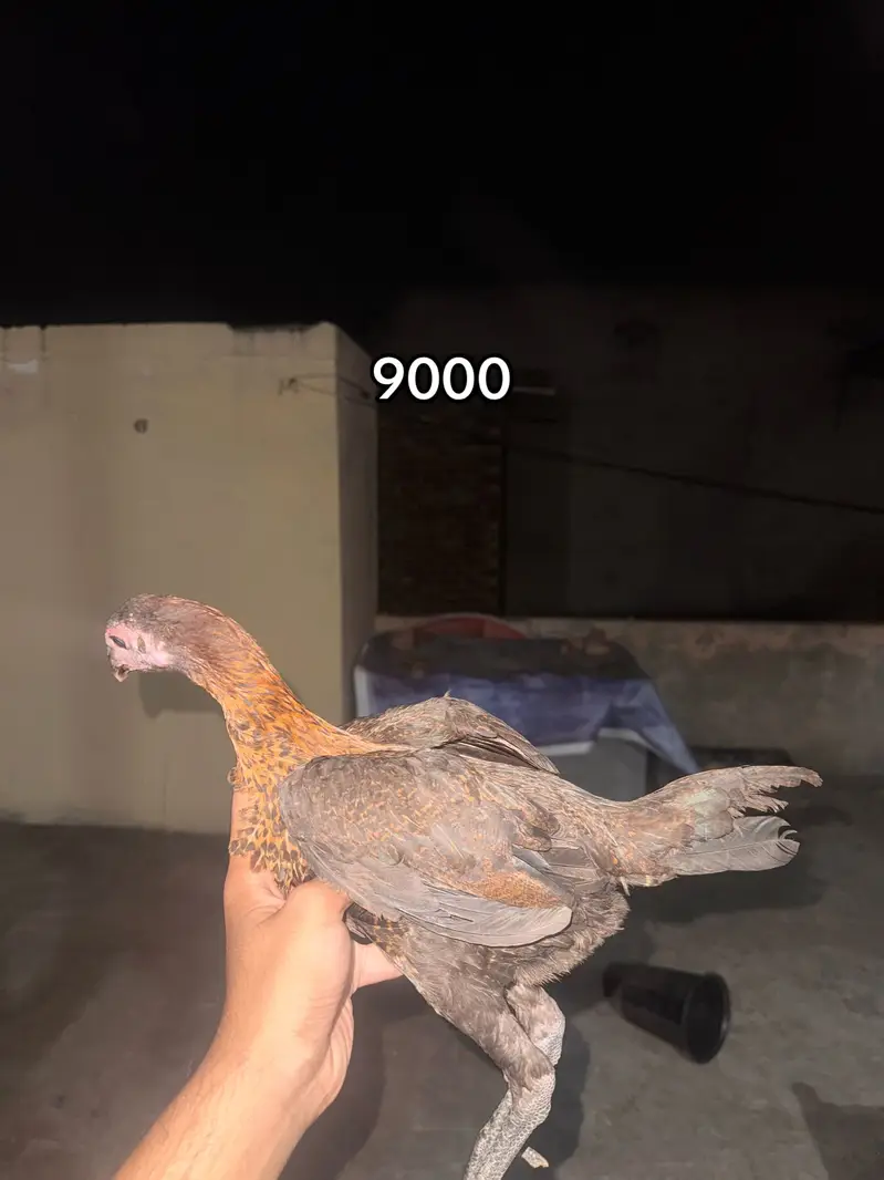 Dragon ( burmi ( pakoye breaders and chicks available 03020448380 — photo 12