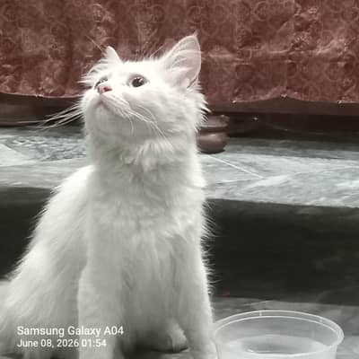 White Long Hair Female Cat