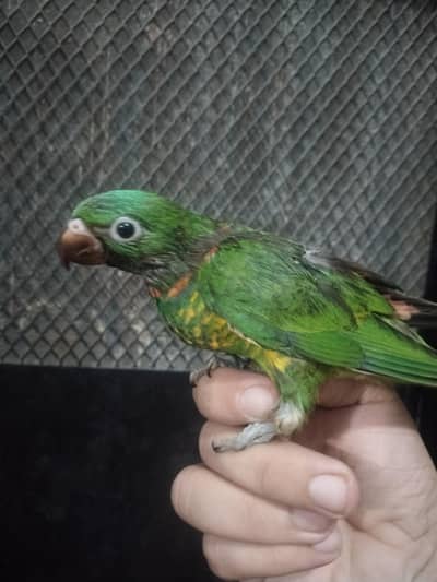 scaly brested lorie available