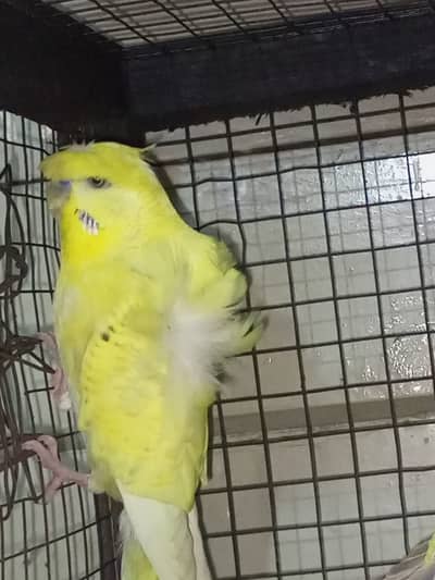 One breeder hogo double factor spangle male