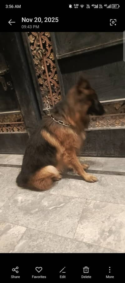 German shepherd male for stud