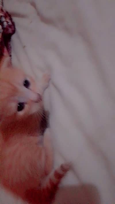 25 Days Old Kitten for Sale