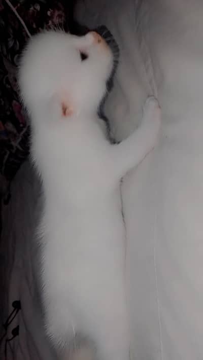 25 Days Old Kitten for Sale