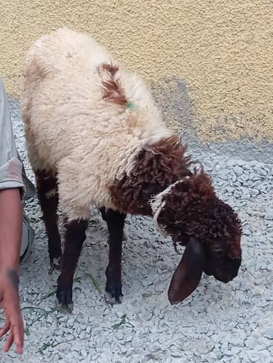 new add larkana cross  dumba i urgent sale