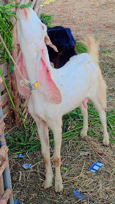 2 gaban bakri our 1 bakra for sale