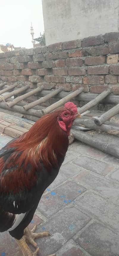 Breader Aseel Murgha